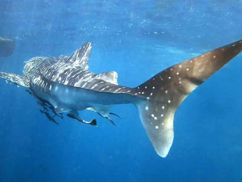 whaleshark